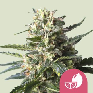 Lemon Shining Silver Haze feminisierte Samen